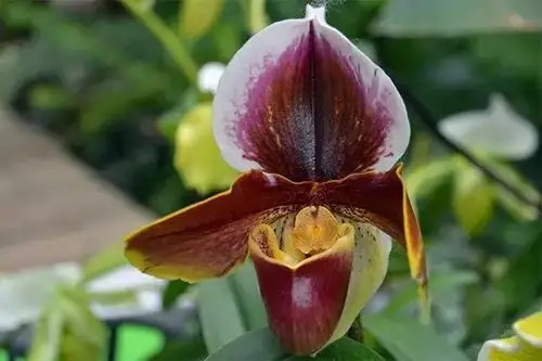 兜兰之"红肉饼"