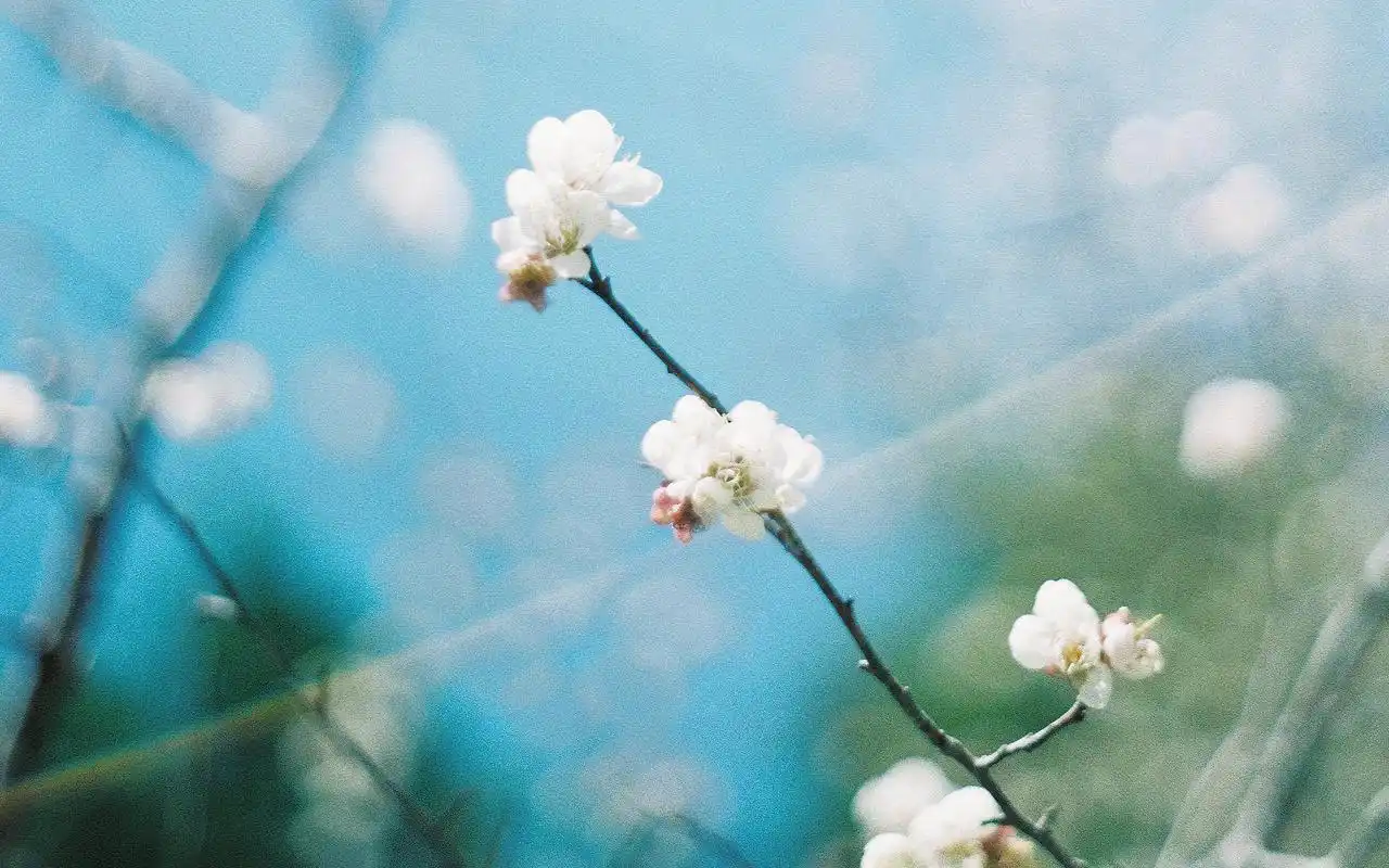 小清新花卉植物电脑桌面壁纸