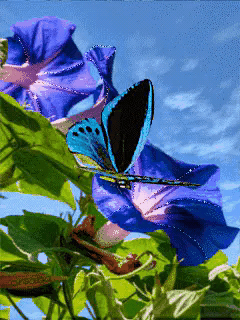 其它 飘飘玉的美篇 写美篇你若盛开,蝴蝶自来.