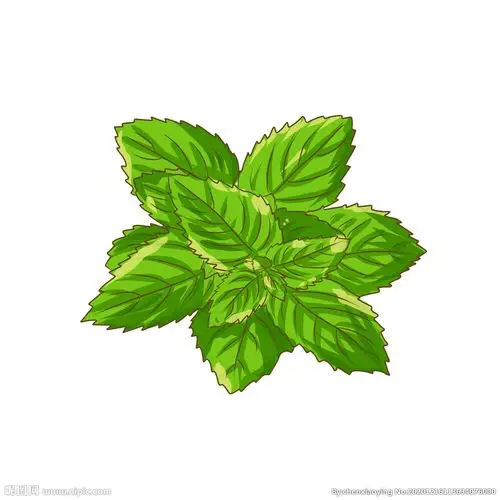 手绘薄荷