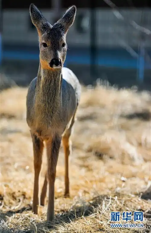 这是苏尼特右旗森林公安局救助的狍子(3月13日摄).