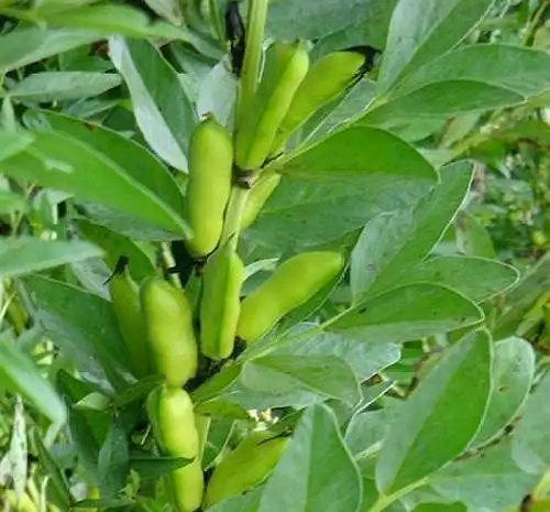 农田里种植的蚕豆叶可以吃吗怎么做好吃蚕豆叶有什么作用