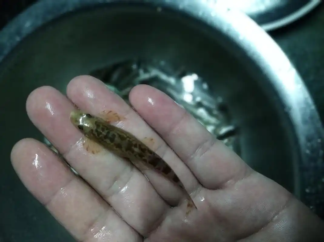 趴石鱼,类似清道夫之类的鱼类,喜欢在石缝内趴着,此较容易用手捉到.