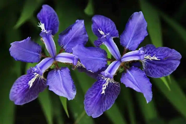 蓝色妖姫鸢尾花
