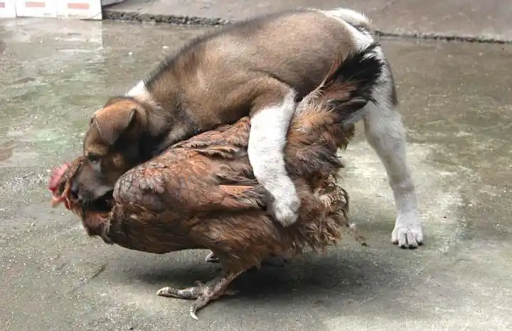 男鸡女狗的婚配怎么样,男人属鸡女人属狗婚姻会幸福吗_八字综合_生辰