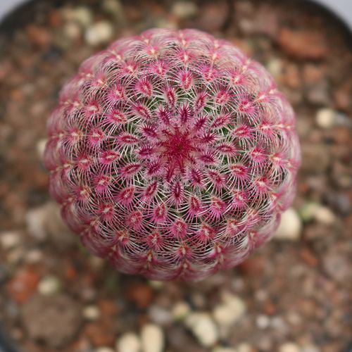 红太阳仙人球 紫太阳仙人柱多肉植物馆开花室内防辐射小盆栽