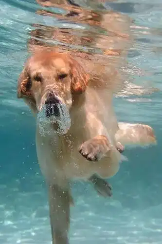 幽默搞笑2017先定一个小目标把游泳学会