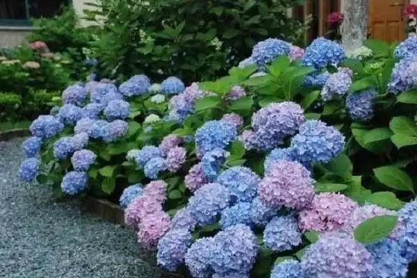 淡蓝色绣球花的寓意可以送给女朋友吗