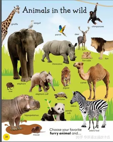 sea and lake animals河海湖动物what people do各行各业电子印版1000