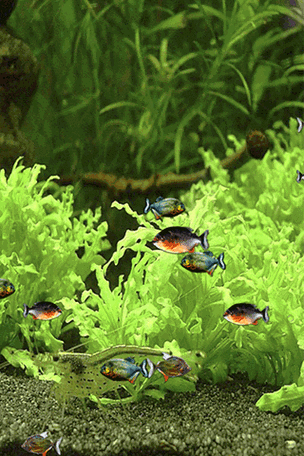 320_480竖版 竖屏gif 动态图 动图