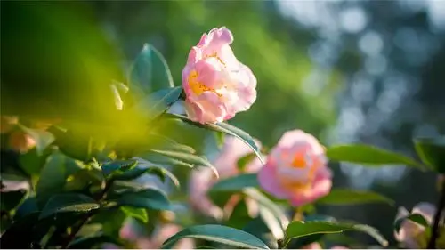 春日里山花盛开的唯美风景桌面壁纸