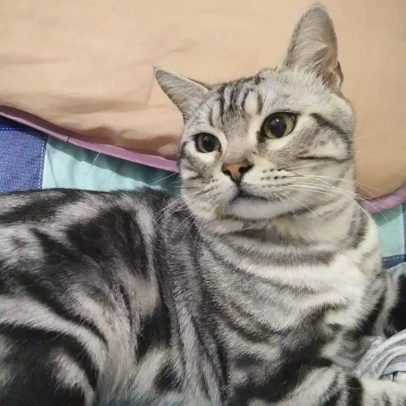 美国银虎斑猫是一种贵族猫,为银,黑为主体颜色.