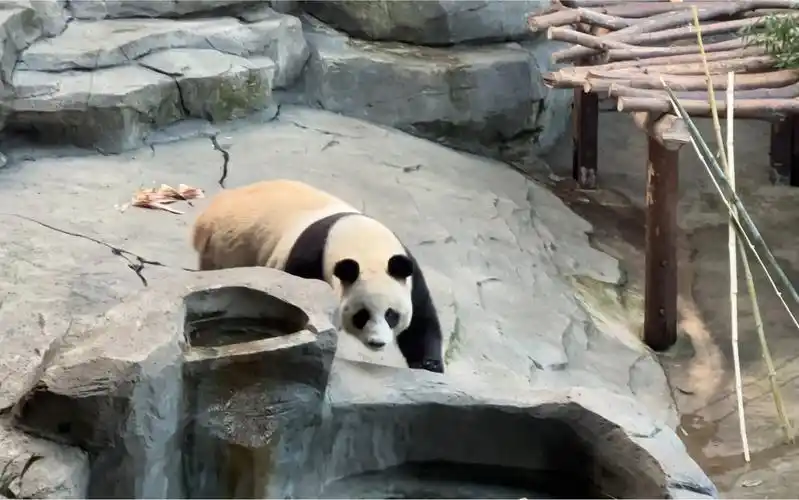 南京红山动物园一日游