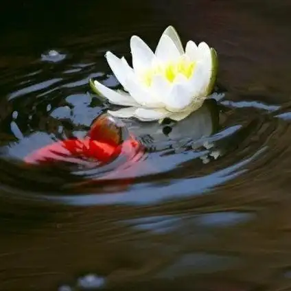 笑着进入七宝池2