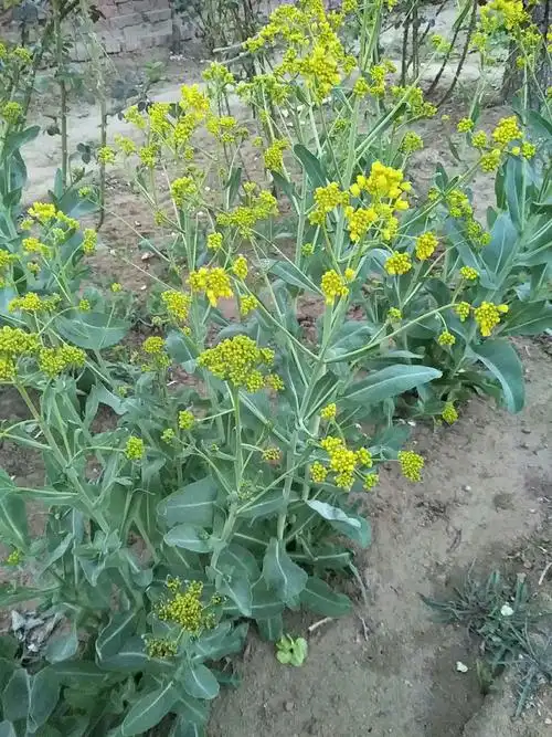 板蓝根.大清叶.