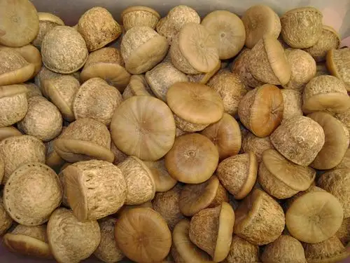 壮阳果补肾果风流果的价格与功效