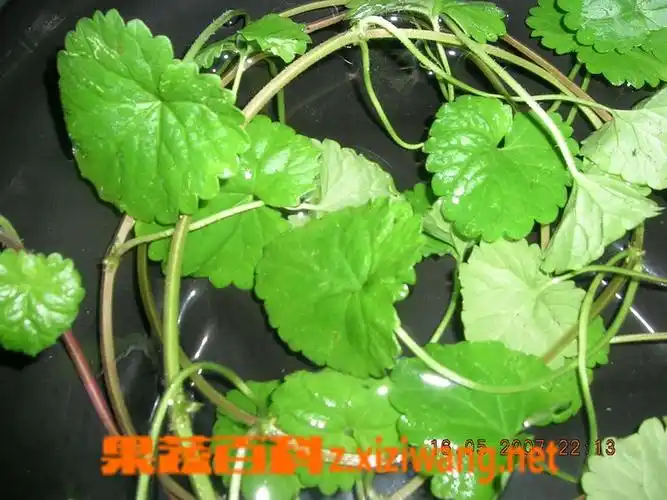 金钱草的作用_中药知识_做法,功效与作用,营养价值z.xiziwang.net