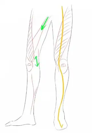 01画出腿部线条及肌肉想要把腿画好,要注意以下2个关键点再细细刻画