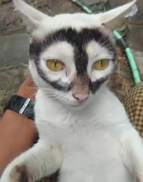 向你发射双倍的爱心背上背着一只猫自带阴阳脸的猫对于猫咪的长相来说