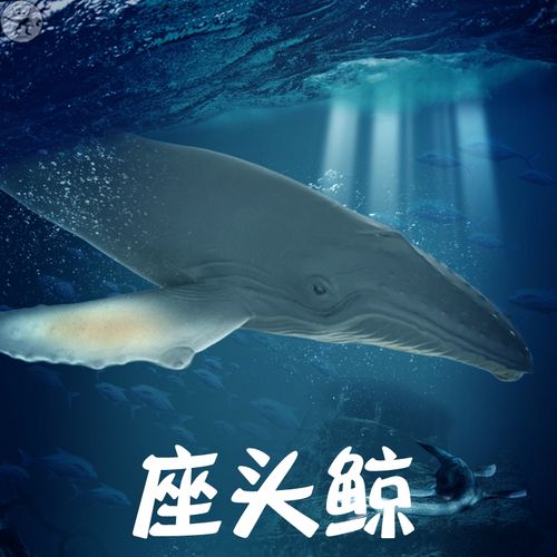 林畅海洋世界仿真动物儿童玩具座头鲸模型大号鲸鱼套装大白鲨蓝鲸