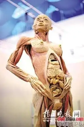 p>所谓人体标本就是由真实的人体,经过一系列的 a href="#" data