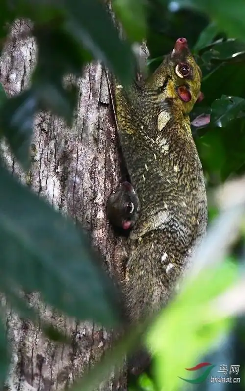 colugo lemur 马来西亚鼯猴, 夜间活动哺乳动物, 能在树栖滑翔.