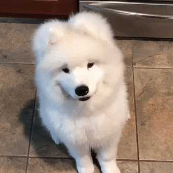 了,时不时地对主人使用出歪头杀来萌惑主人示意对方给自己一些好吃的