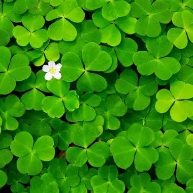 1,以下是一些可能适合女性的好运和吉祥微信头像1 猫咪扮演的招财猫