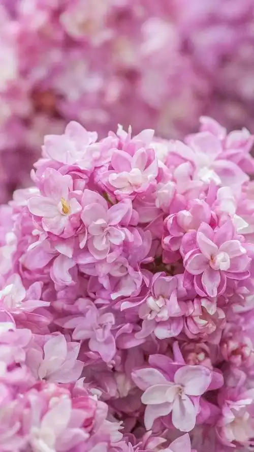 小清新唯美景物图片,小清新唯美景物图片大全(手机壁纸)