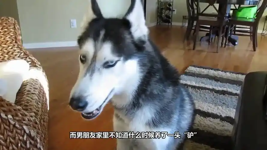 把哈士奇托付给男友,出差回来一看,新造型差点把姑娘气晕了