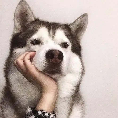 有趣显眼的头像都快快砸过来!