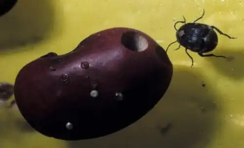 红豆里生的是什么虫子