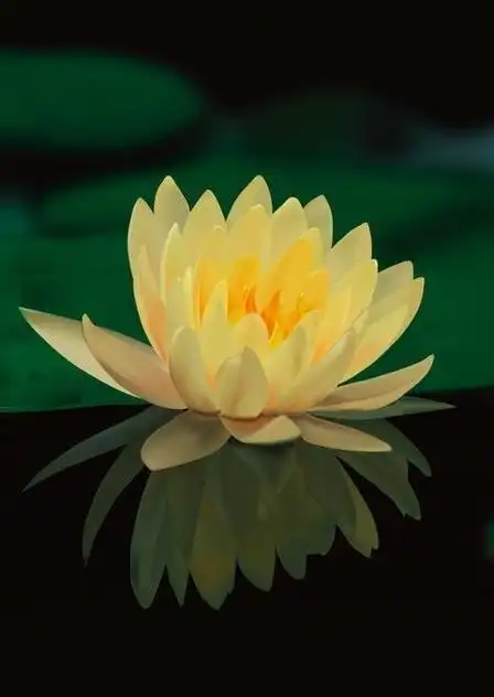 揭秘:佛教为什么会选莲花当做圣物