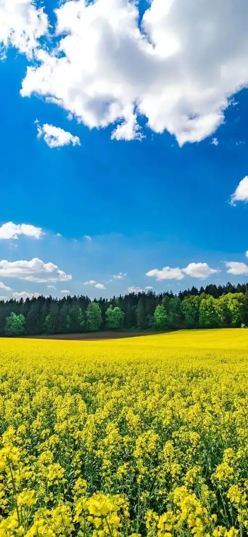 手机全屏壁纸 高清壁纸 情侣头像 微信头像 个性壁纸 苹果壁纸 精选