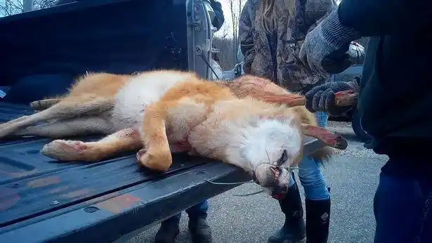 美国多州动物狩猎血腥杀戮曝光以重量论胜负引发社会激烈抨击