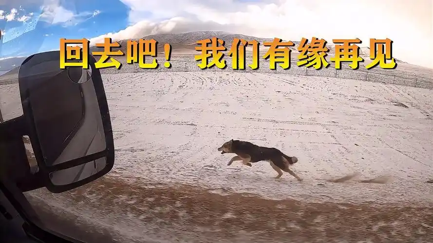 小伙作死无人区拿面包喂"狼",临走竟然全都追着车跑,好感动!