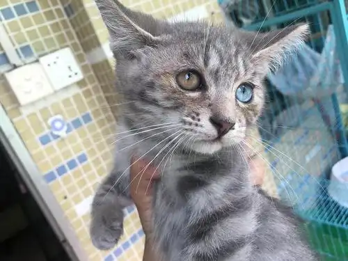 异色瞳混血小萌猫,深圳同城免费带走!