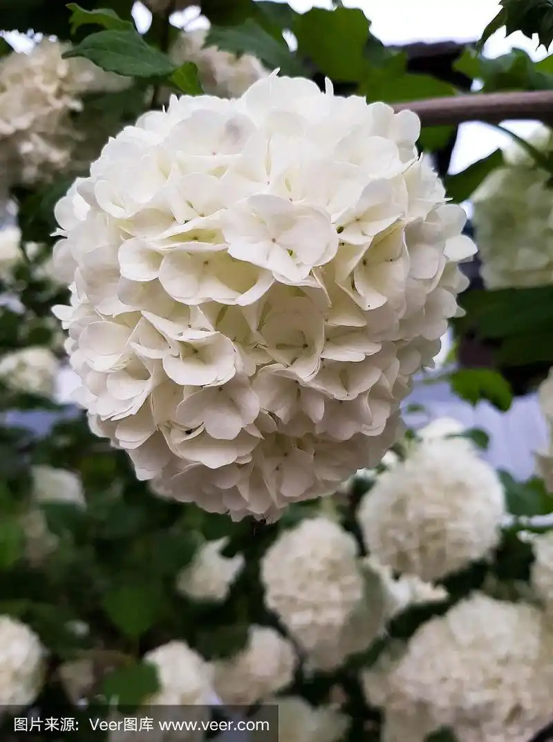 日本雪球灌木,品种绣球或绣球花,显示美丽的白色花在春天模糊的背景