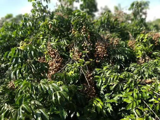 这个果园的果子已经被摘的差不多了,稀稀拉拉.没有几棵有果子的.