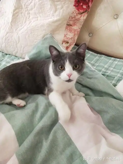 成年英短蓝白母猫能有多大? - 知乎
