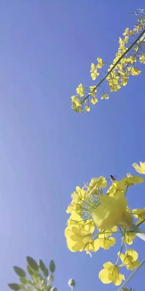 植物花卉高清壁纸护眼唯美小清新挺养眼的