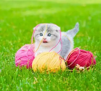 可爱的小猫在绿草地上玩线照片