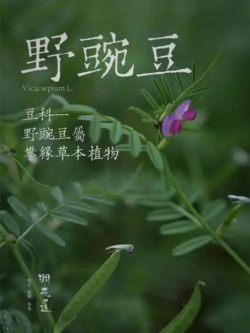身边的植物满地的野豌豆你吃过没