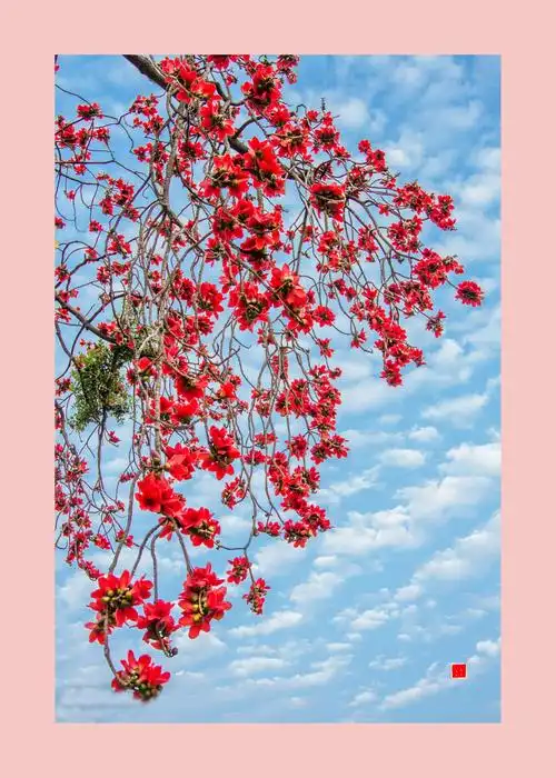 木棉花开红似火