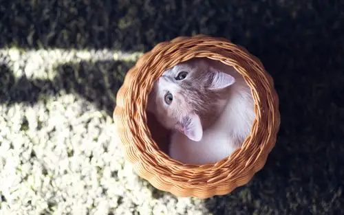 治愈系萌猫高清壁纸_萌萌小猫很治愈