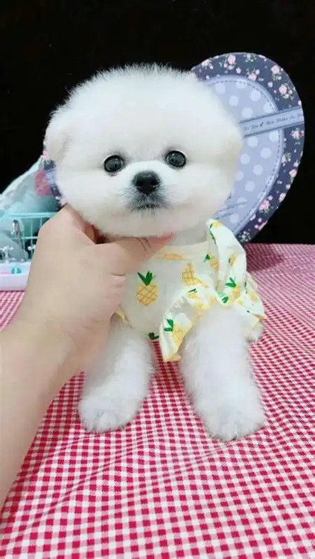 茶杯狗最少多少钱一只