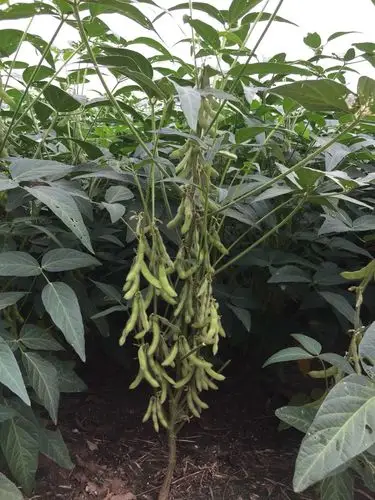 尖叶高产适宜机械收获大豆品种一齐黄30