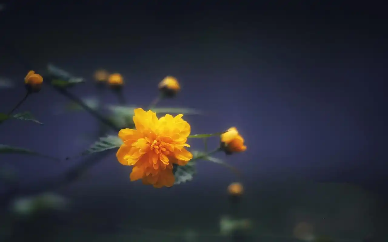 春日小清新花卉高清桌面壁纸