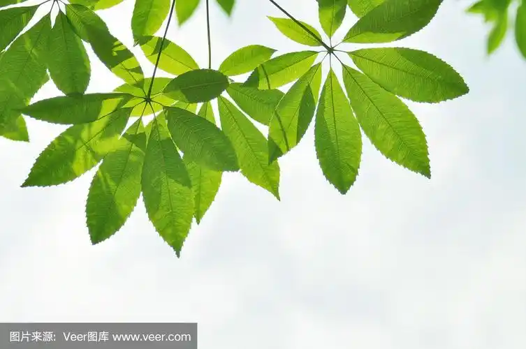 绿色的新叶木棉