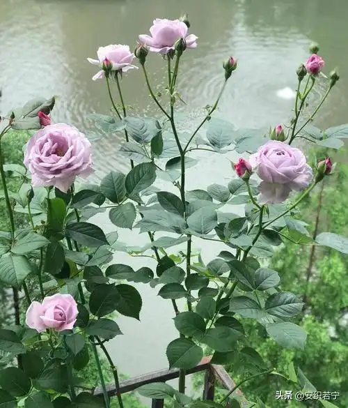 读了友友们对蓝色风暴月季的点评以后,我更喜爱这款月季花了